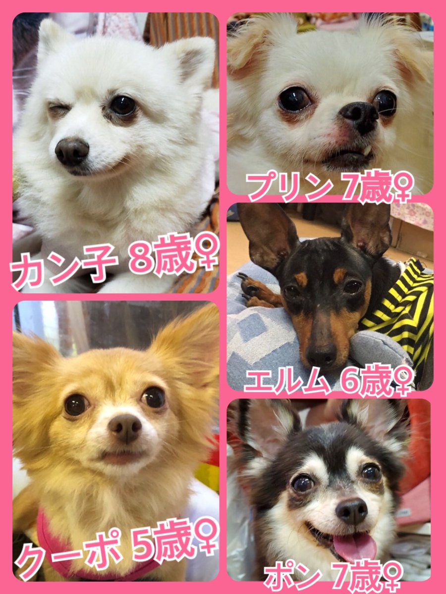 🐾今日の里親様募集中ワンコ🐶メンバーです🐾2019,9,24